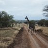 Giraffe, Serengeti